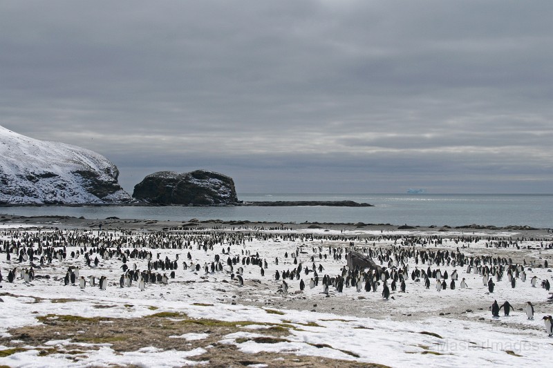 IMG_1765c.jpg - King Penguin (Aptenodytes patagonicus)